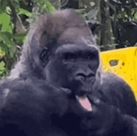 Gorilla Tongue Sticking Out GIF - Gorilla TongueStickingOut TongueOut ...