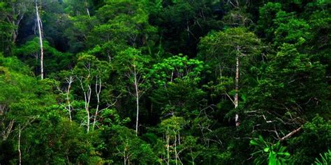 Hutan hujan tropis terluas di indonesia | Anemoculus