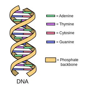 Nitrogenous Base | Definition, List & Pairs - Lesson | Study.com