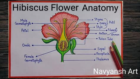 Draw A Hibiscus Flower And Label Its Parts | Best Flower Site