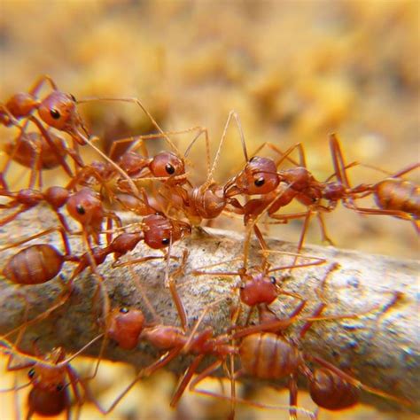 How to Get Rid of Ants | Planet Natural