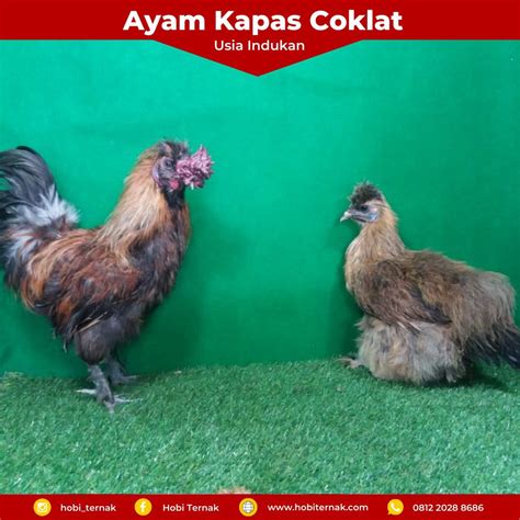 READY STOCK!!! Berbagai Jenis Ayam Hias | HOBI TERNAK