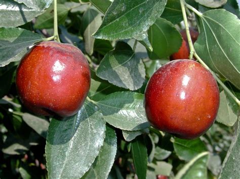 Li Jujube Tree | Specialty Fruits | Ison's Nursery & Vineyard