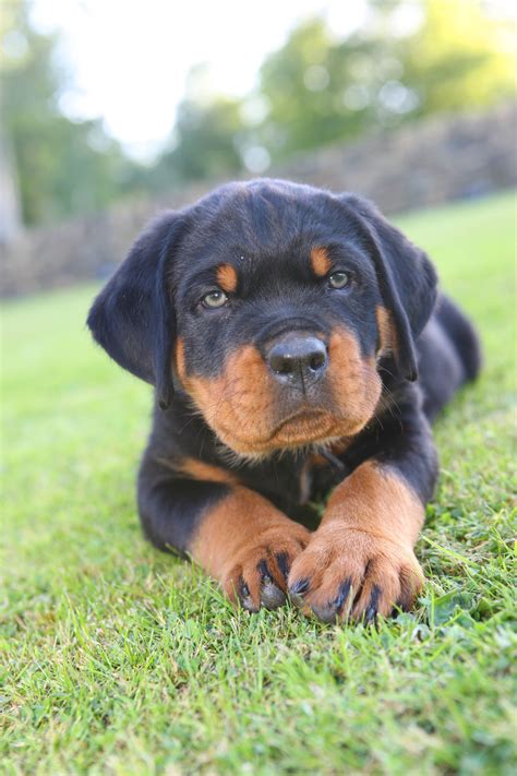 Rottweiler Puppies Wallpaper (54+ images)