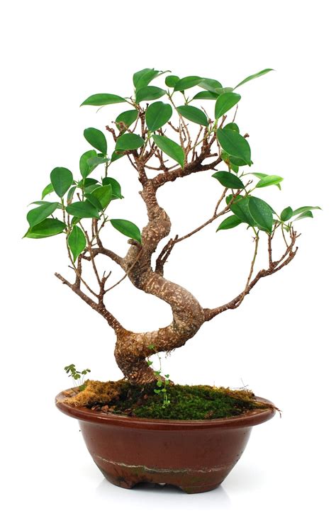 Cuttings | Bonsai Tree Gardener