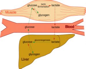 What Happens to Lactic Acid?