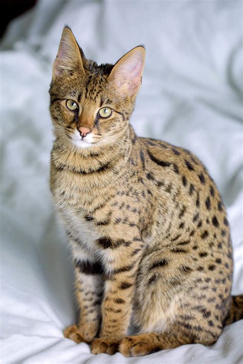 Savannah cat - Wikipedia