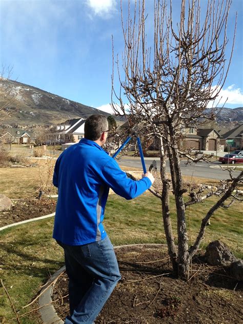 Time of Our Lives: Pruning the Bartlett pear trees