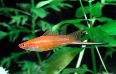 Swordtail Fish 101: Care, Size, Lifespan, & Breeding