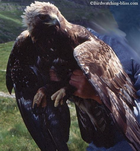 Golden Eagle Pictures