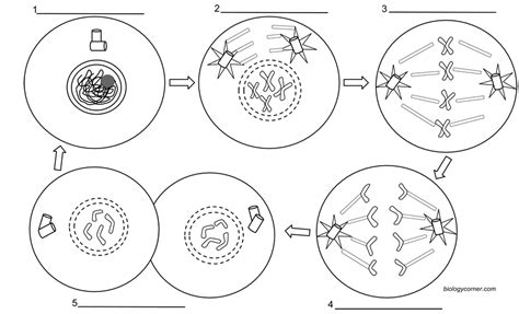 Mitosis Coloring