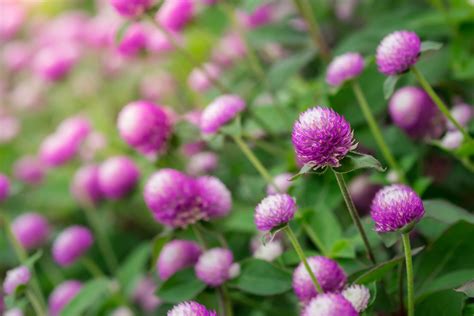 Best Garden Flowers You Can Use for Color All Summer - This Old House