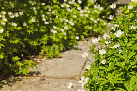 Path in blooming garden stock image. Image of landscaped - 6191575