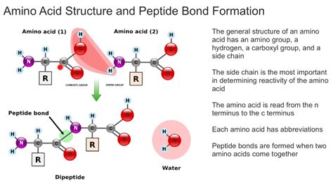 Diagram Of A Peptide Bond