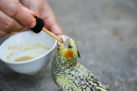 A Baby Cockatiel Eating Food. Stock Photo - Image of birds, white: 103816906