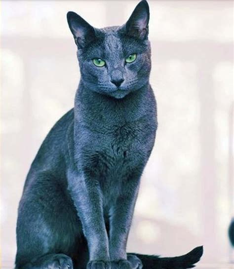 Download Charming Blue Russian Cat with Striking Green Eyes Wallpaper | Wallpapers.com