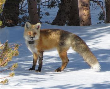 Sierra Nevada Red Fox in Yosemite National Park - Yosemite National ...