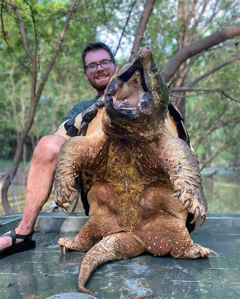 Alligator Snapping Turtle Size, Habitat, Diet, & Facts