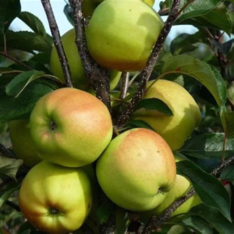 Golden Delicious Apple Tree (Malus domestica 'Golden Delicious') - Garden Center Point