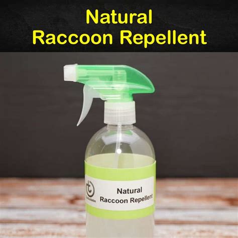 11 Smart & Simple DIY Raccoon Repellent Solutions