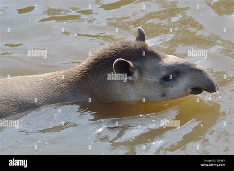 Juvenile Tapir swimming Stock Photo - Alamy