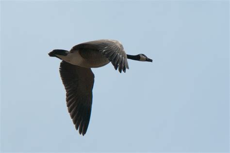 Canada Goose in Flight - Pentax User Photo Gallery