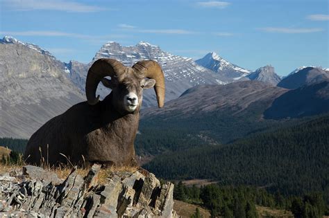 Rocky Mountain Bighorn Sheep Habitat - Inge Regine