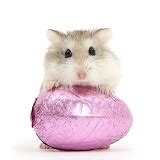 Roborovski Hamster and Easter egg photo WP39492