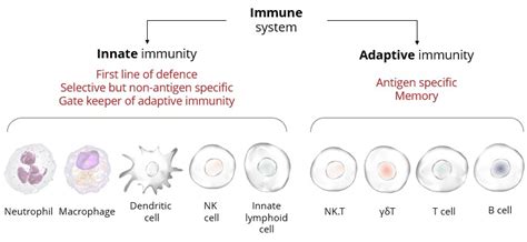 Innate Immunity & NK cells | Innate Pharma