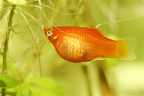 Platy Fish (Xiphophorus Maculatus): Care, Maintenance, And Breeding - Badman's Tropical Fish