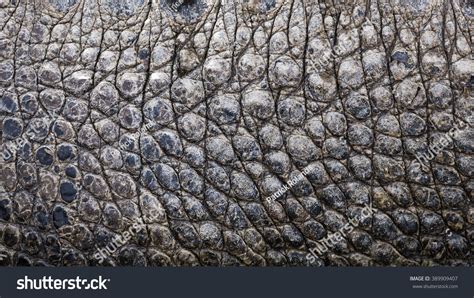 Close Texture Alligator Skin Stock Photo 389909407 | Shutterstock