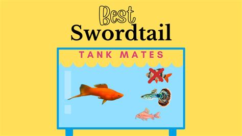 9 Best Tank Mates for Swordtails (Pictures) - Pet Fish Pro