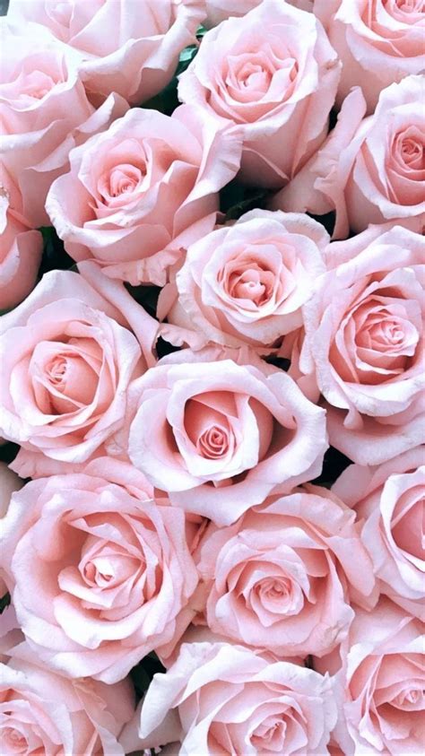 Light Pink Roses Wallpapers - Top Free Light Pink Roses Backgrounds - WallpaperAccess