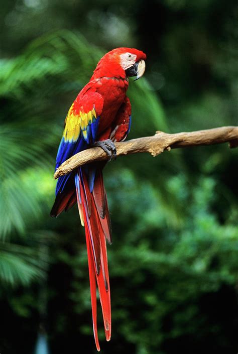 1990s Macaw Parrot Jungle Miami, Florida Photograph by Animal Images | Pixels