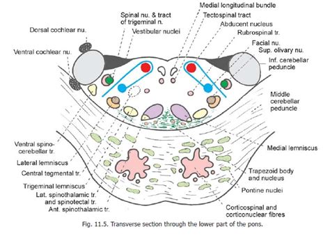 Anatomy Of Pons