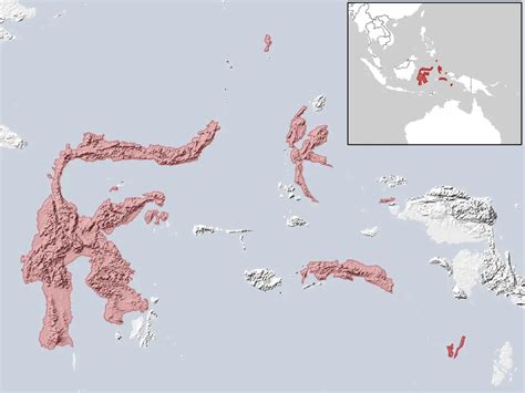 Maluku myotis - Facts, Diet, Habitat & Pictures on Animalia.bio