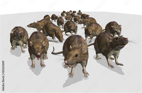 Army of Rats Stock Illustration | Adobe Stock