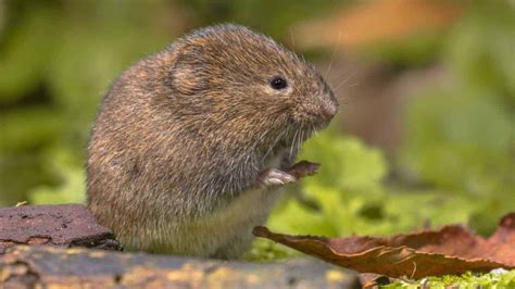 How to Get Rid of Voles in Your Yard and Garden (7 Methods)