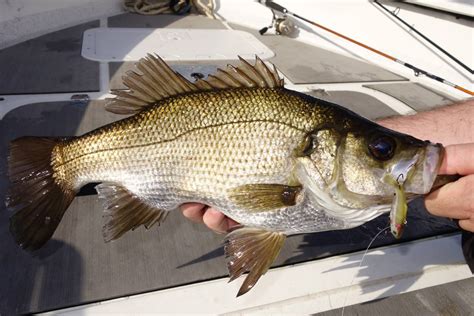 Green light to fish Australian Bass and Estuary Perch | Mirage News