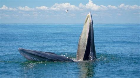 Blue whales: Heartbeat reduces to 2 beats per minute when feeding - BBC Newsround