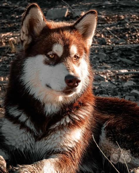 9 Alaskan Malamute Colors That Will Take Your Breath Away