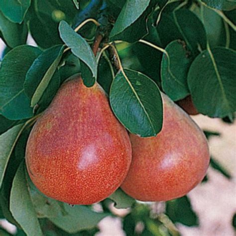 Ubileen Dwarf Pear in 2021 | Pear varieties, Fruit trees, Pear