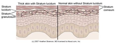 Anatomy of the Epidermis with Pictures