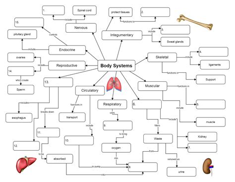 Free Editable Body Systems Graphic Organizer Examples | EdrawMax Online