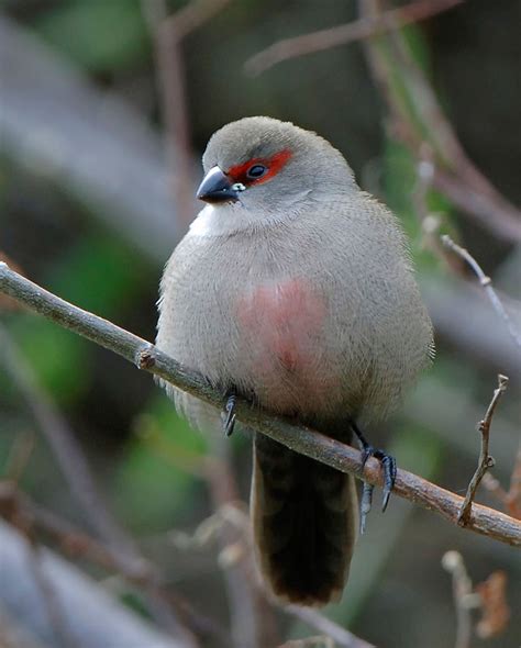 Common Waxbill - BirdForum Opus | BirdForum