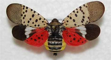 spotted lanternfly | Insects, Flying lantern, Moth