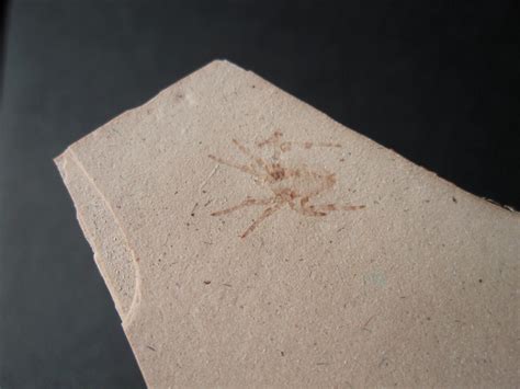 Miocene Spider Fossil