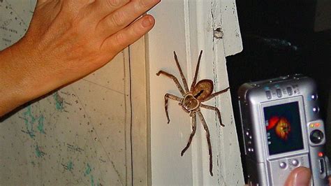 Giant Huntsman Spider Bite