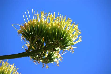 Agave Flower Blossom · Free photo on Pixabay