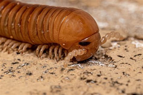 What Do Millipedes Eat? - What's That Bug?